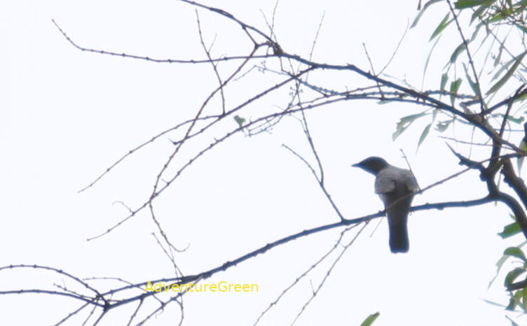 Indian cuckooshrike in Vietnam
