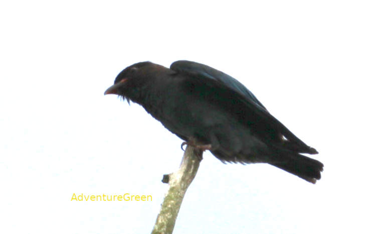 Oriental dollarbird in Vietnam