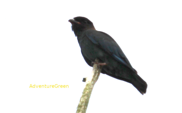 Oriental dollarbird in Vietnam