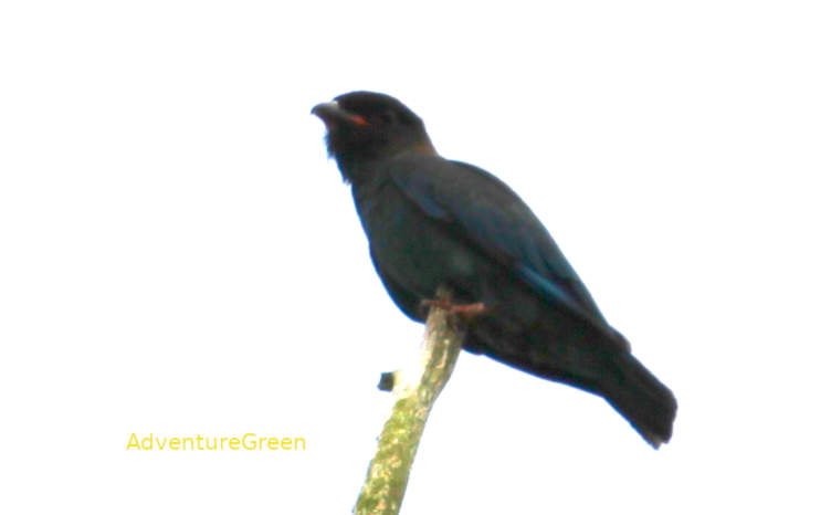 Oriental dollarbird in Vietnam