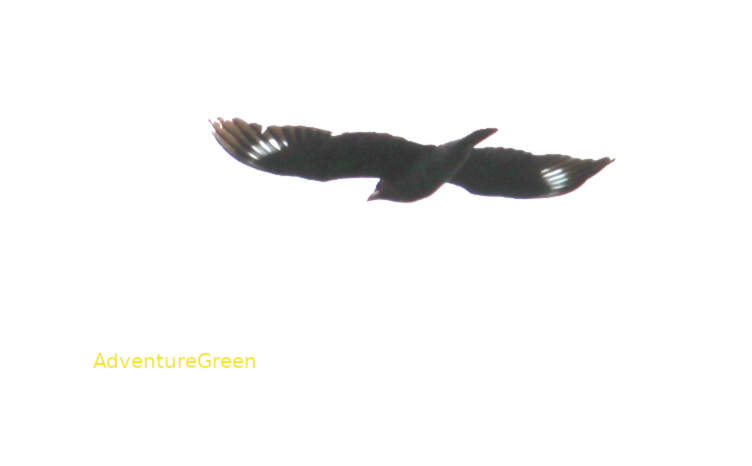 Oriental dollarbird in Vietnam