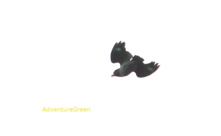 Oriental dollarbird in Vietnam