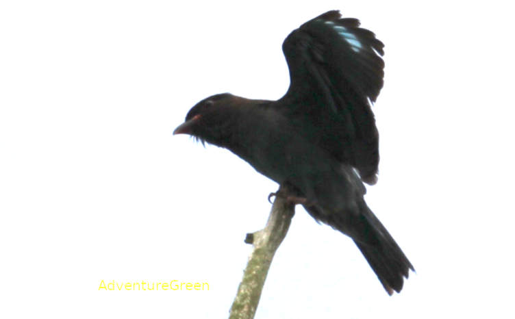 Oriental dollarbird in Vietnam