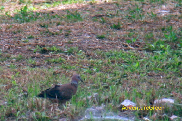 Spotted dove in Vietnam