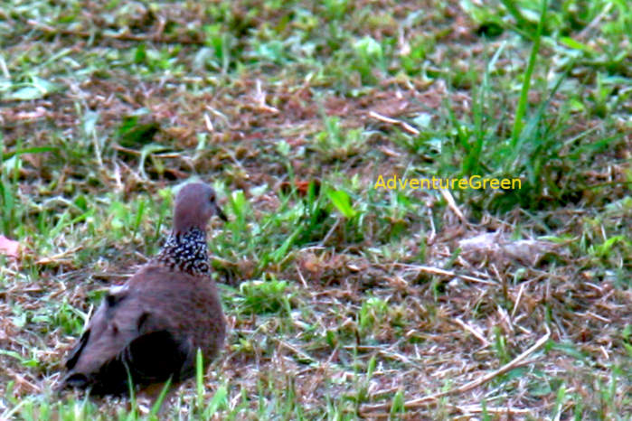 Spotted dove in Vietnam