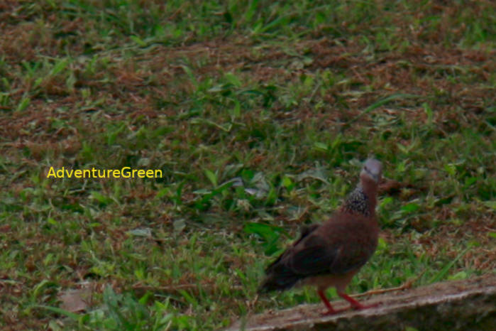 Spotted Dove in Vietnam