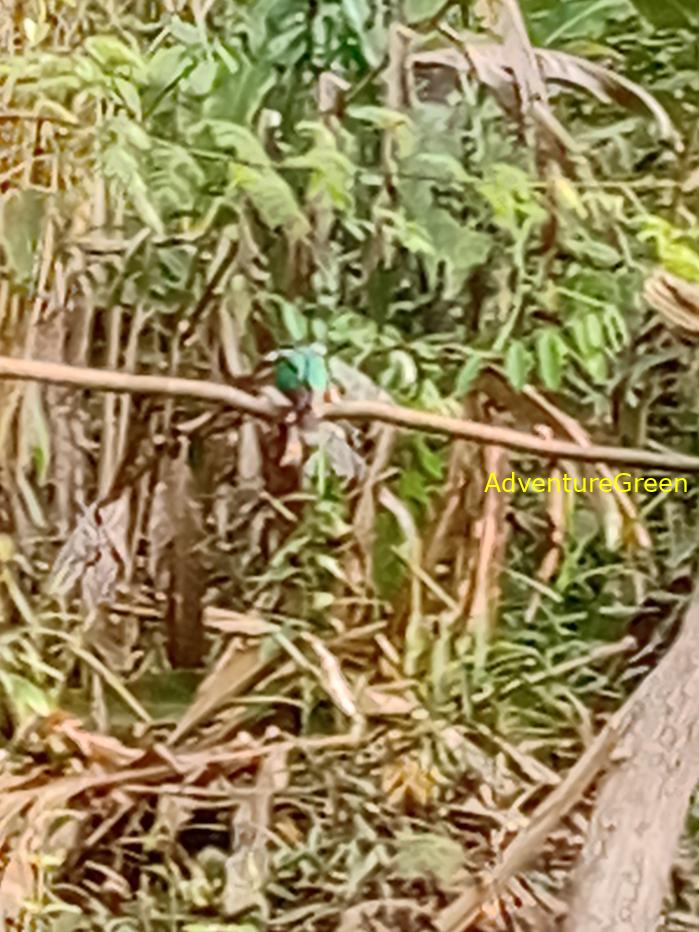Common Emerald Dove