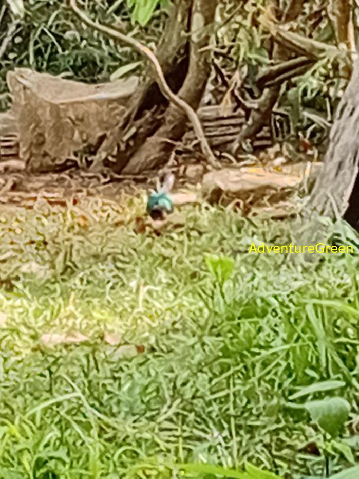 Common Emerald Dove