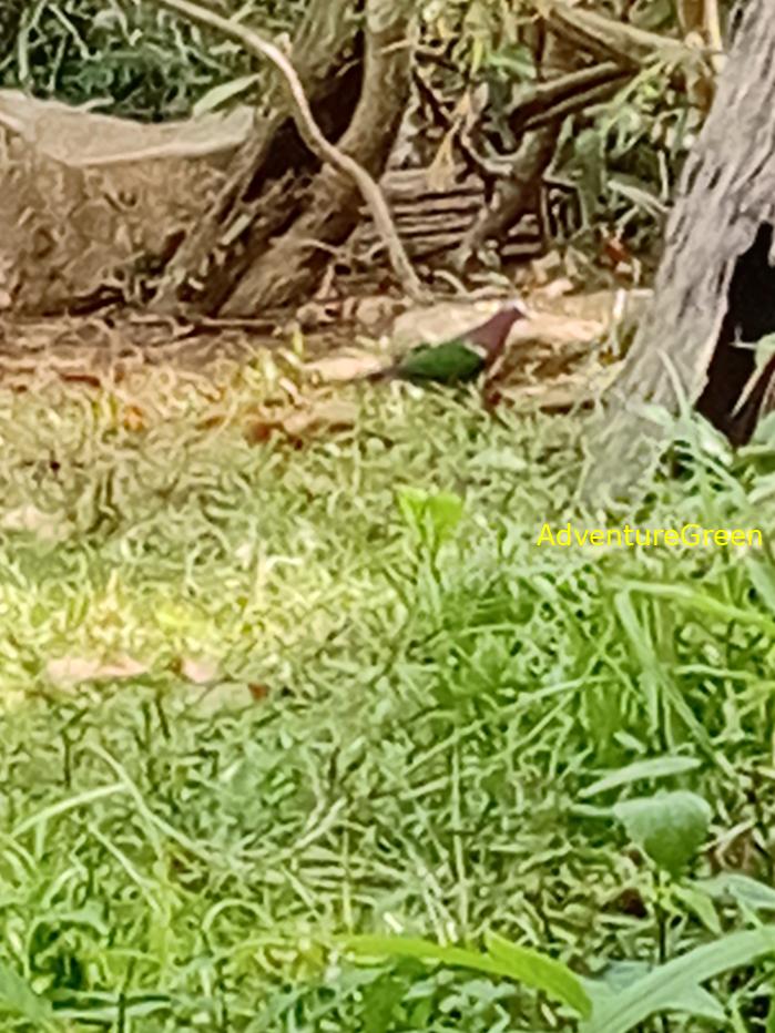 Common Emerald Dove
