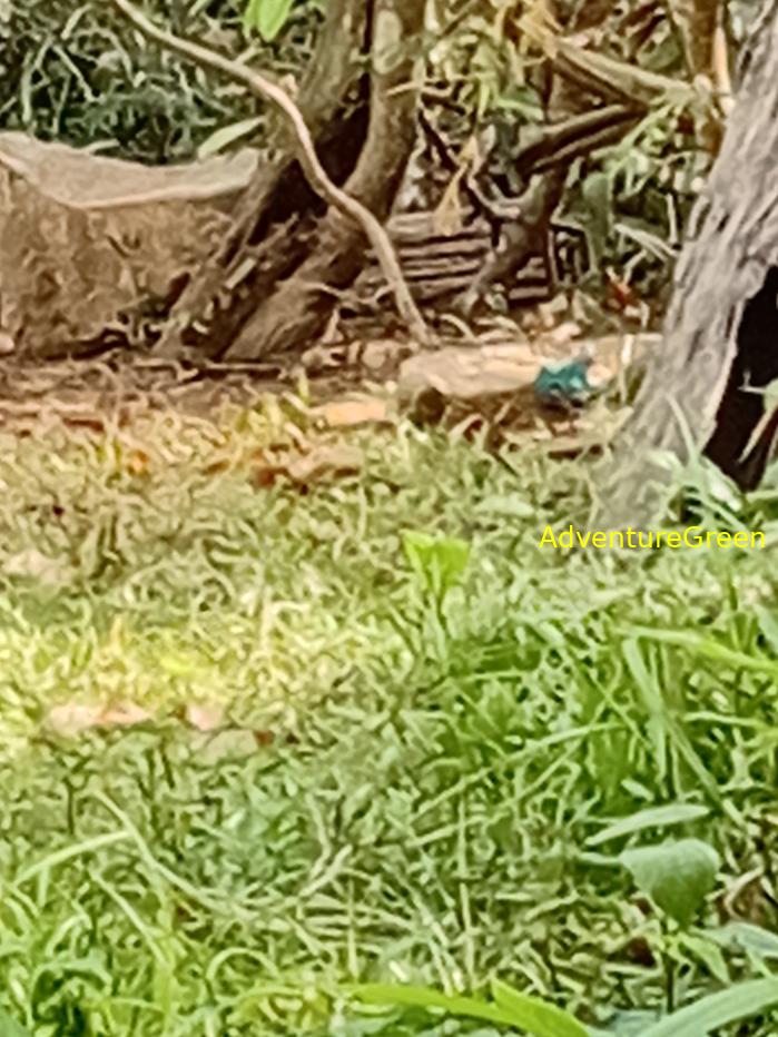 Common Emerald Dove
