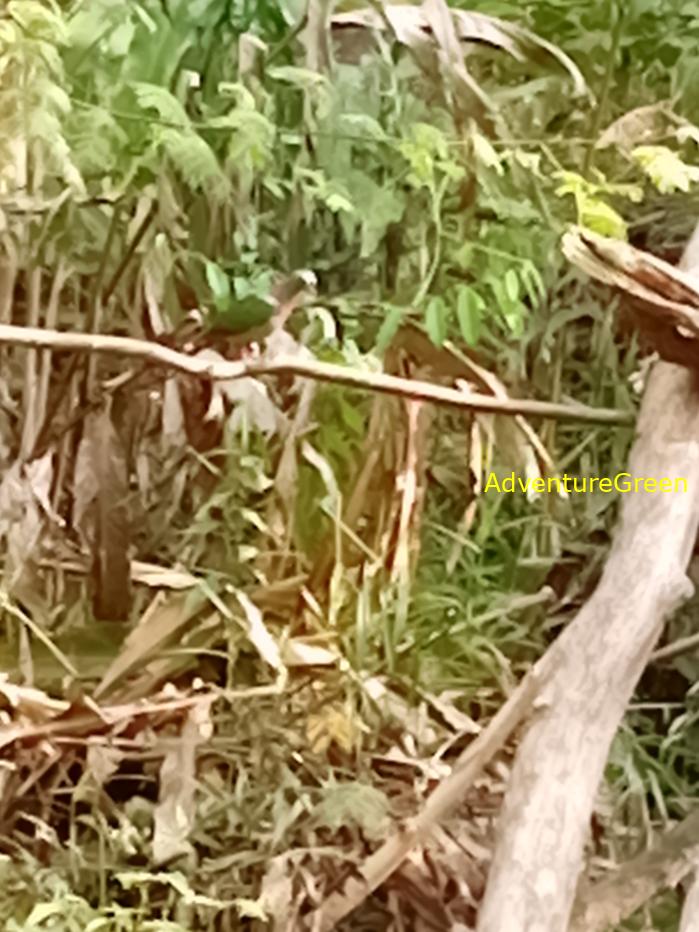 Common Emerald Dove