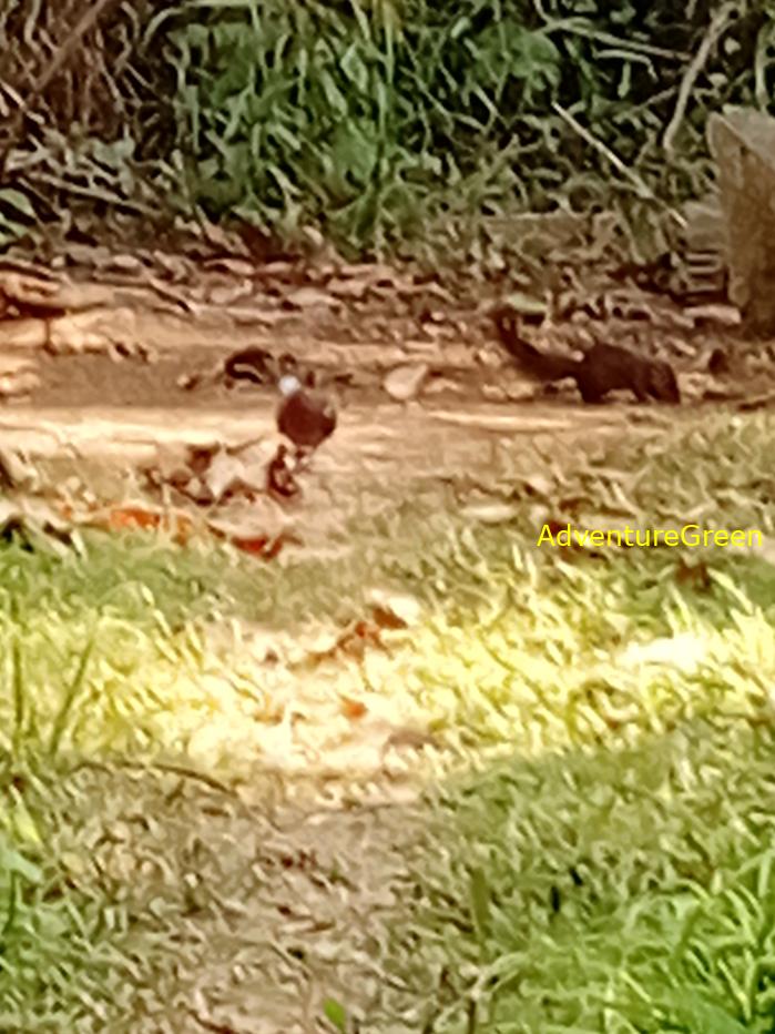 Common Emerald Dove