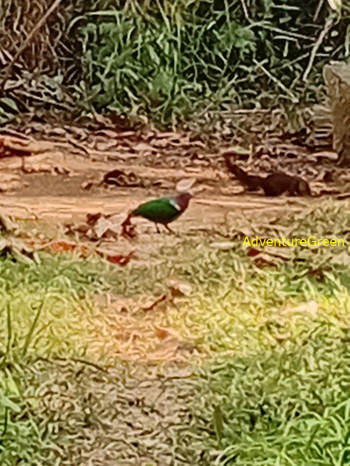 Common Emerald Dove