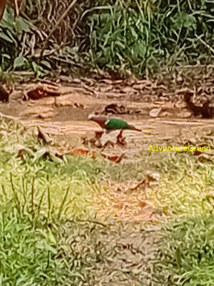 Common Emerald Dove