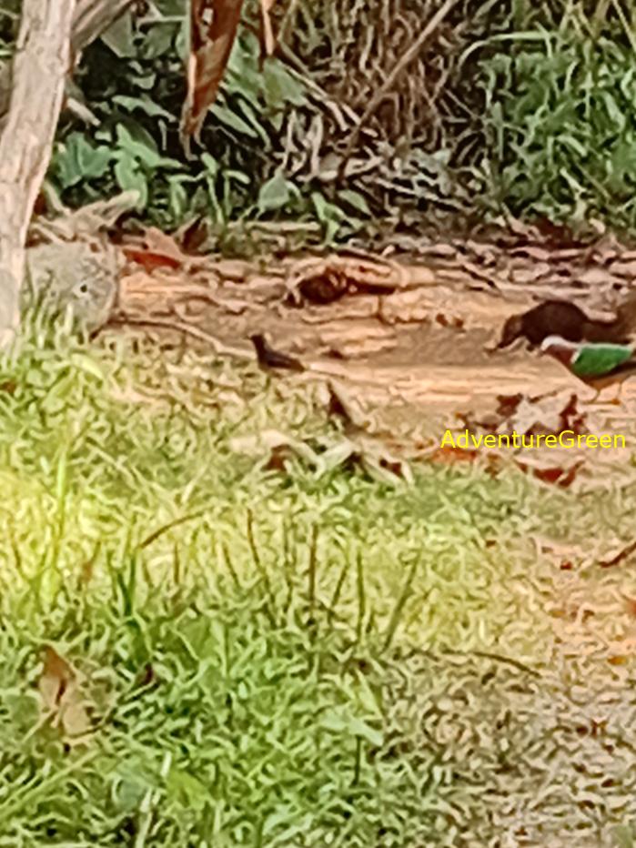 Common Emerald Dove
