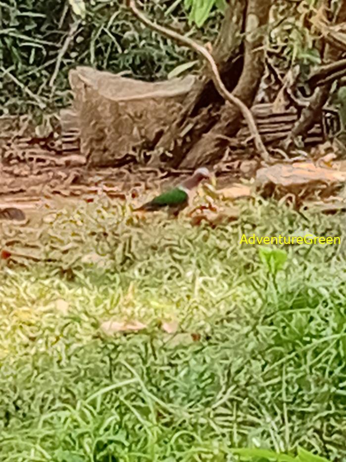 Common Emerald Dove