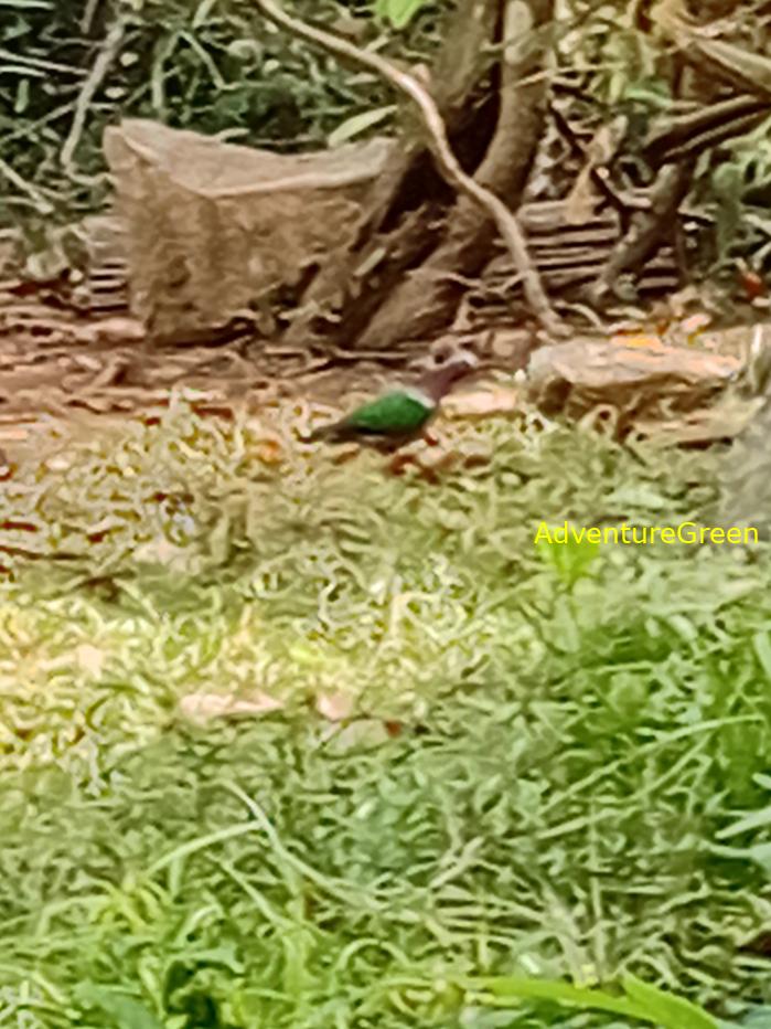 Common Emerald Dove