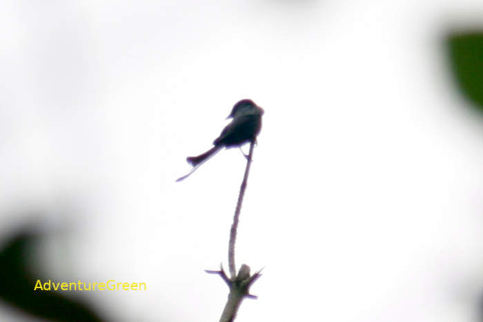 Black drongo in Vietnam