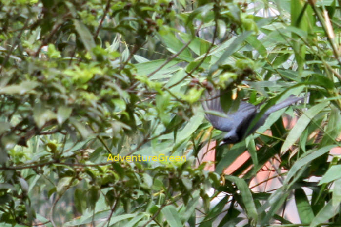 Black drongo in Vietnam