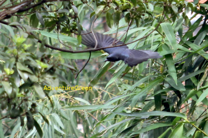 Black drongo in Vietnam