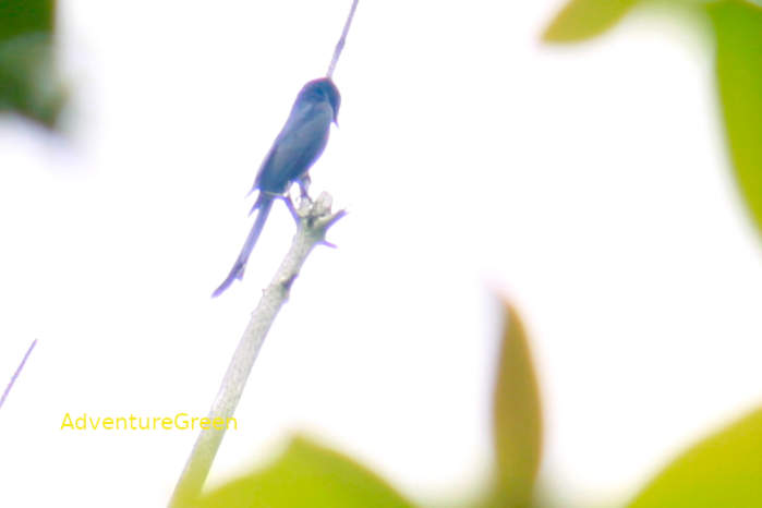 Black Drongo
