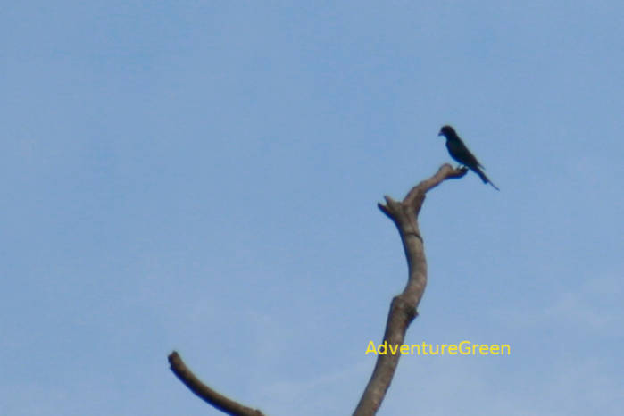 Crow-billed drongo in Vietnam in May 2026