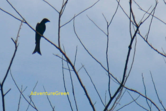 Crow-billed drongo in Vietnam in May 2026