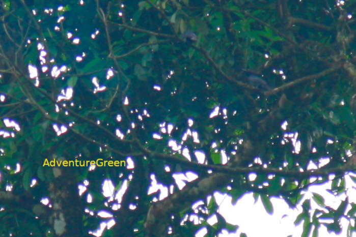 Crow-billed drongo in Vietnam in May 2026