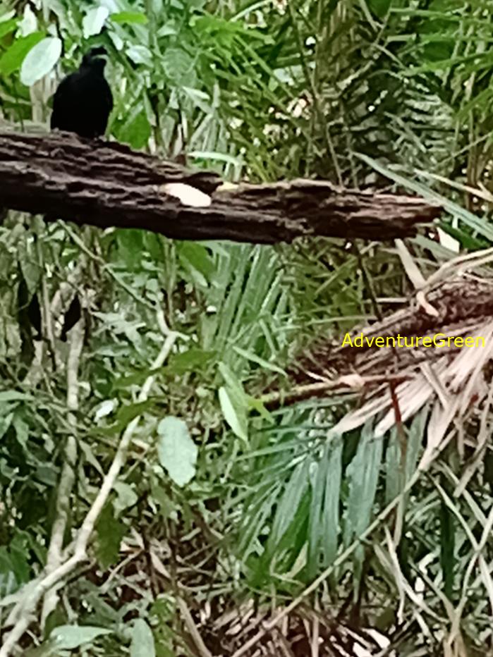 Greater racket-tailed drongo