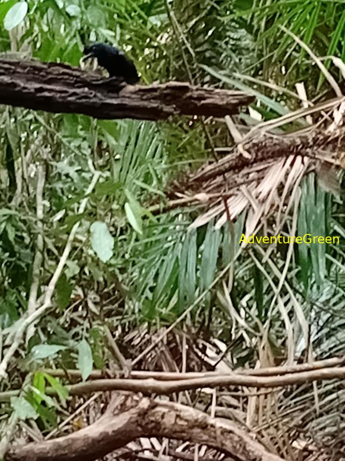 Greater racket-tailed drongo