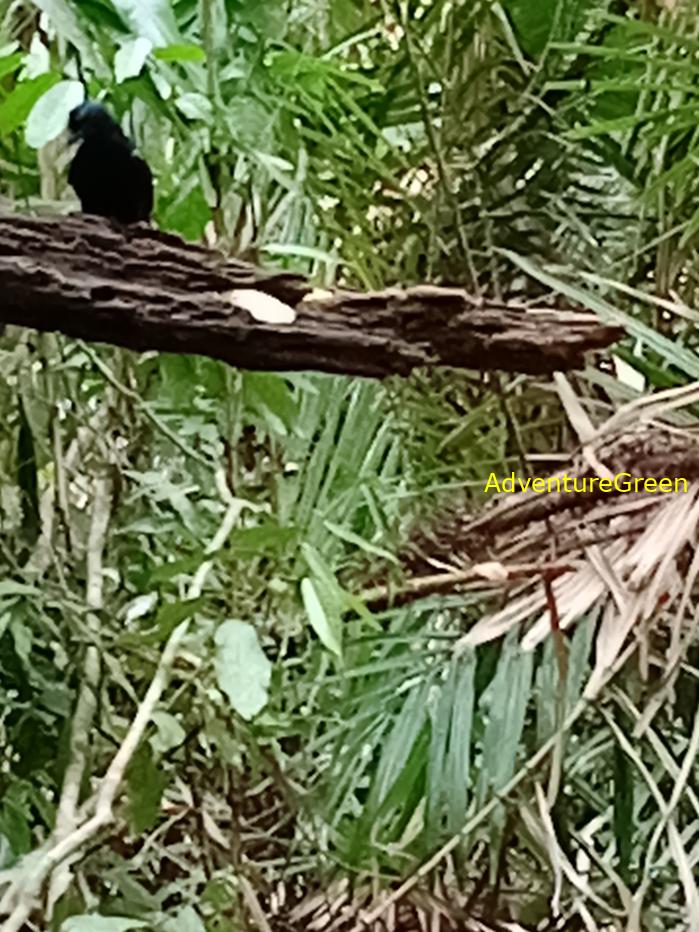 Greater racket-tailed drongo