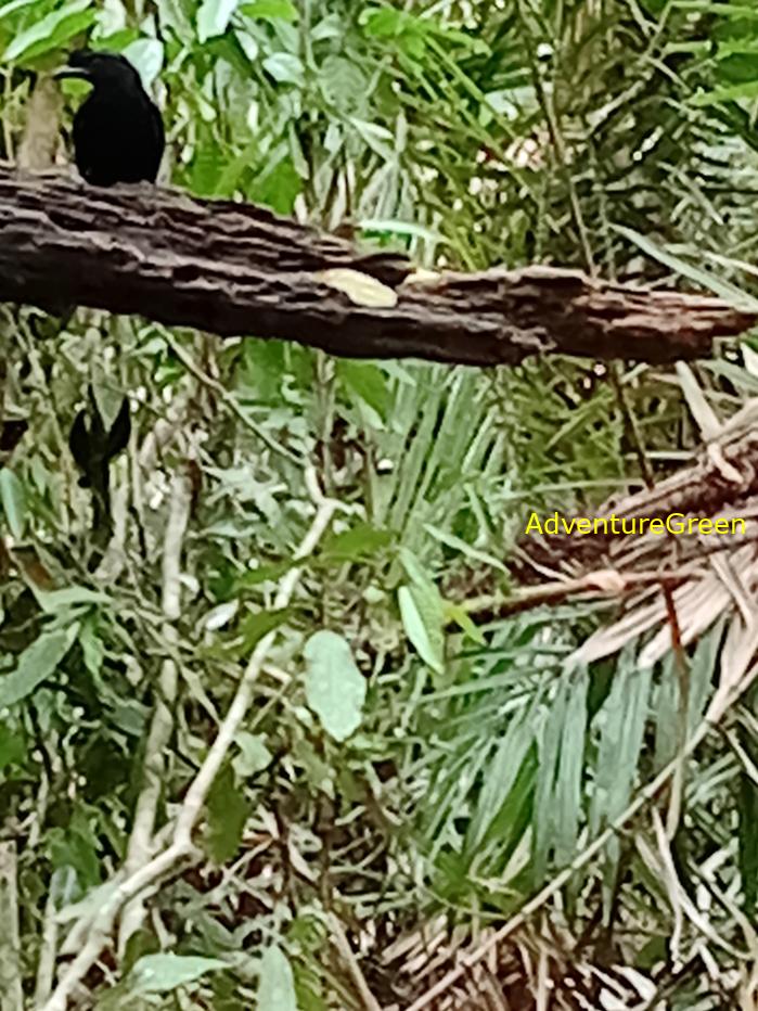 Greater racket-tailed drongo