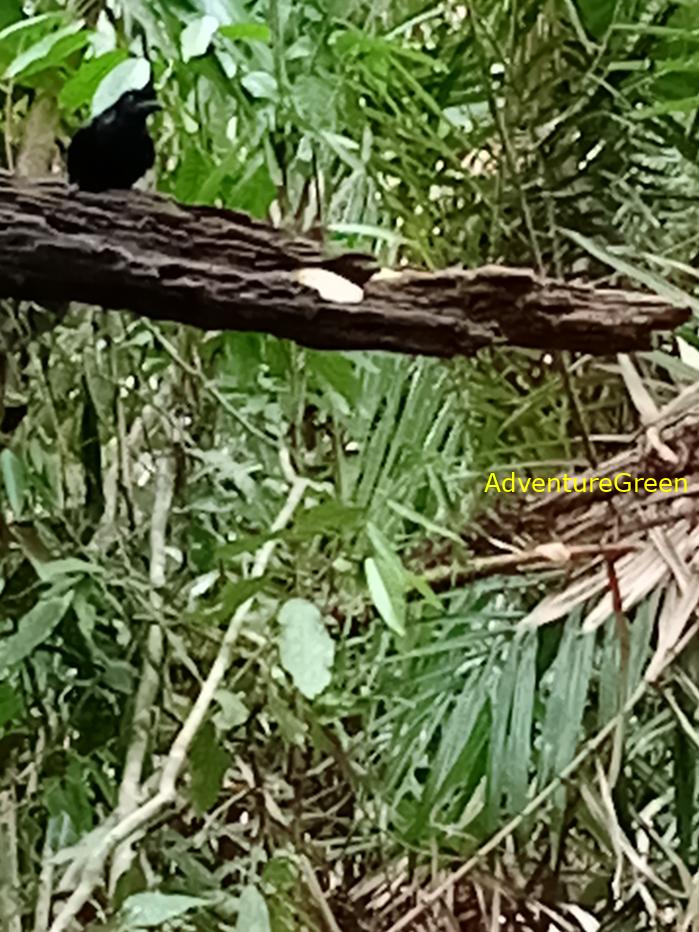 Greater racket-tailed drongo