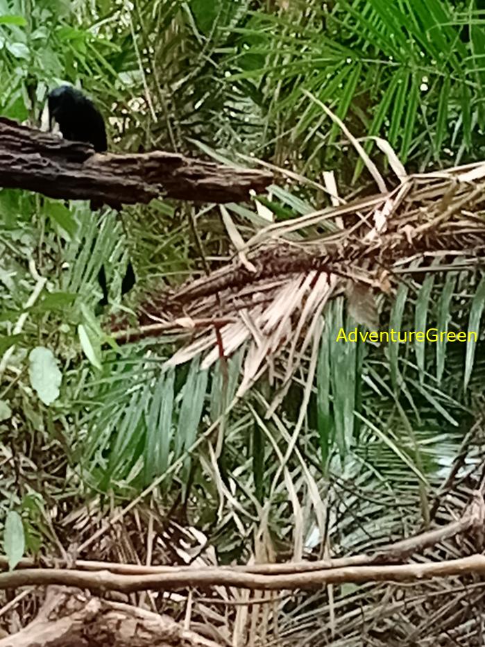 Greater racket-tailed drongo