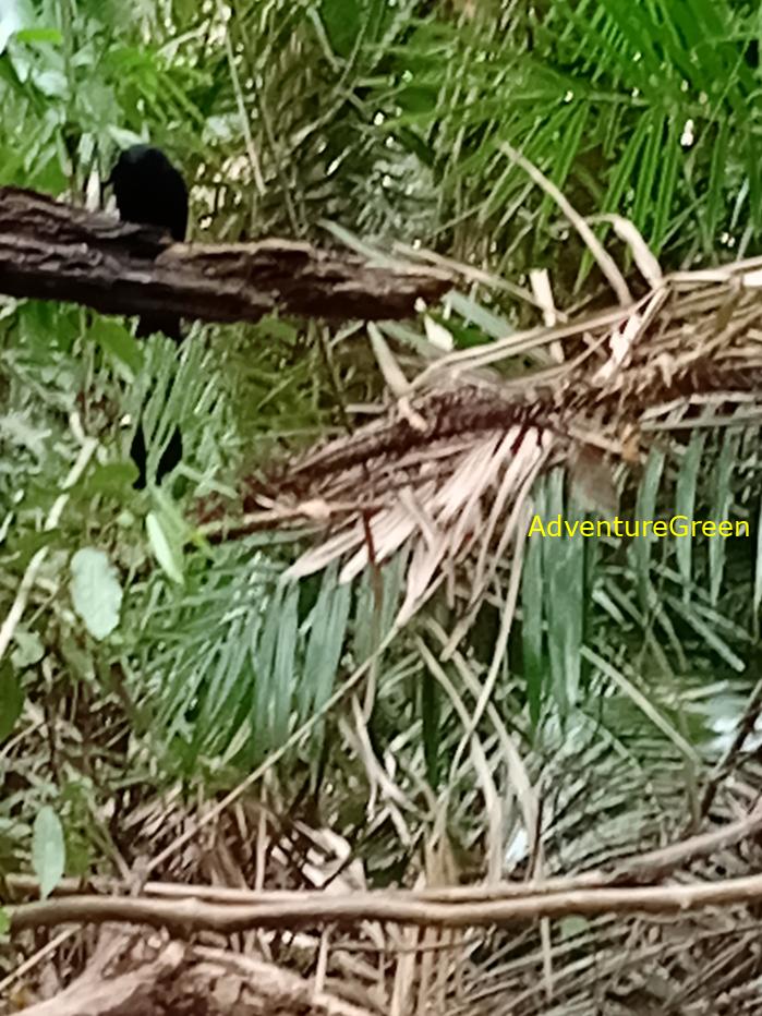 Greater racket-tailed drongo