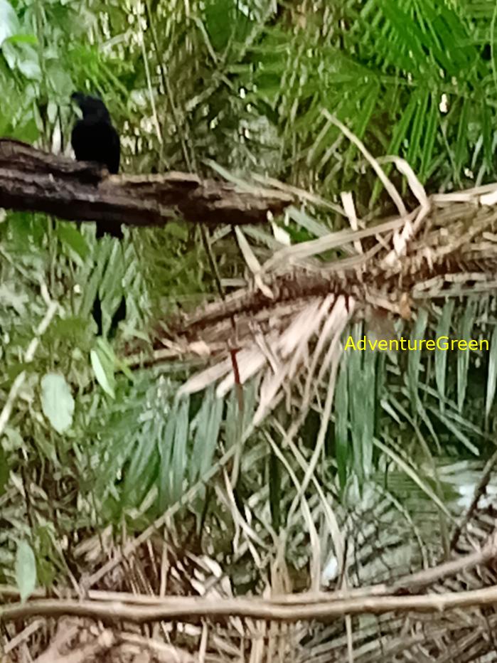Greater racket-tailed drongo
