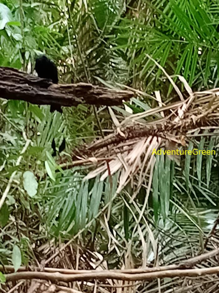 Greater racket-tailed drongo
