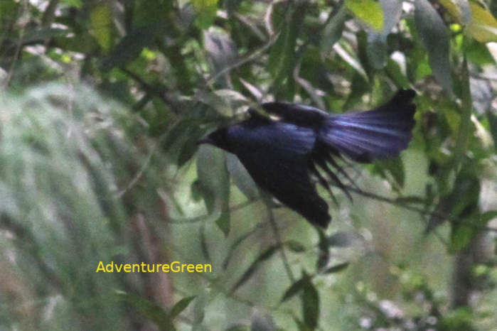Hair-crested drongo in Vietnam