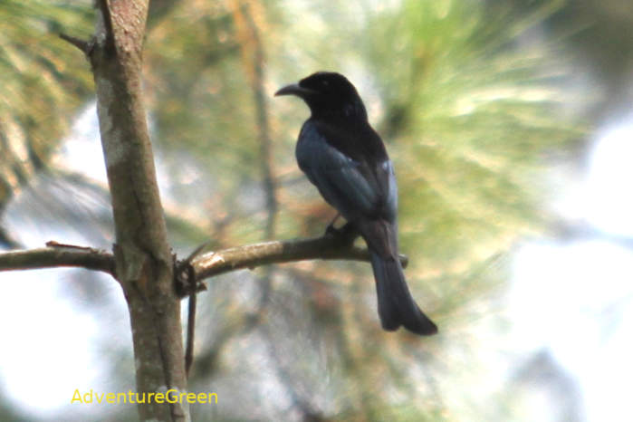 Hair-crested drongo in Vietnam