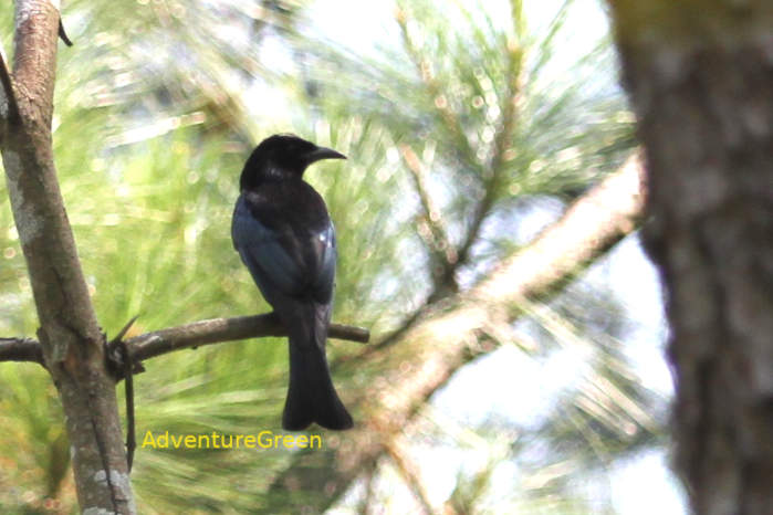 Hair-crested drongo in Vietnam