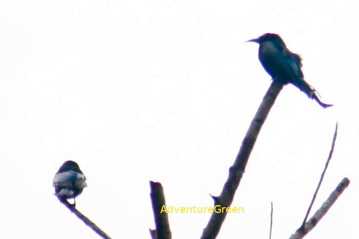 Hair-crested drongo in Vietnam