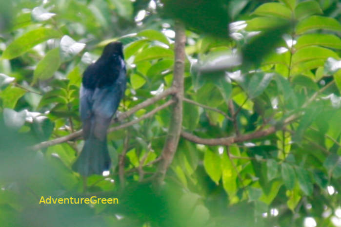 Hair-crested drongo in Vietnam