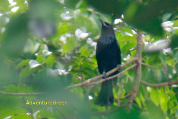 Hair-crested drongo in Vietnam