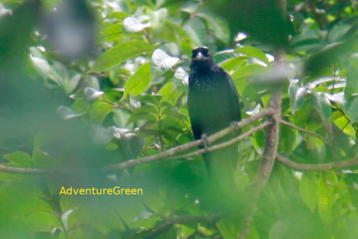 Hair-crested drongo in Vietnam