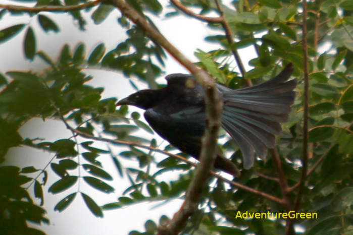 Hair-crested drongo in Vietnam