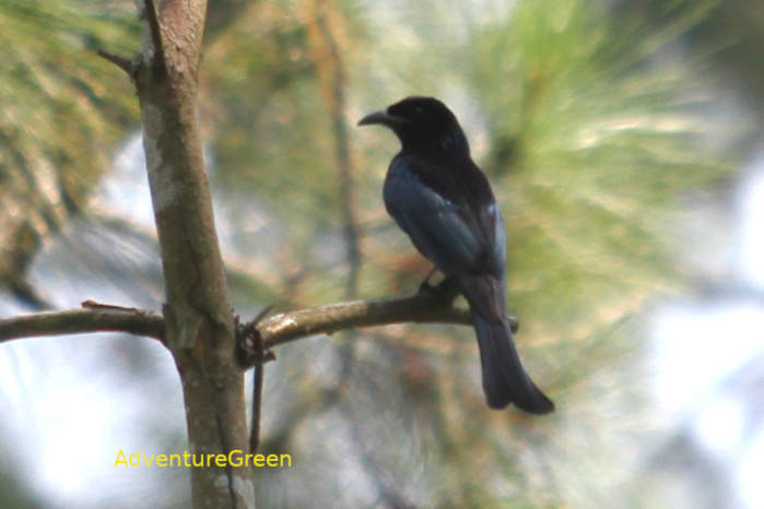 Hair-crested drongo in Vietnam