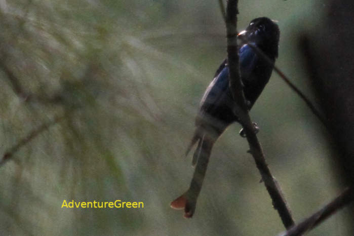 Hair-crested drongo in Vietnam