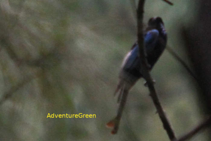 Hair-crested Drongo