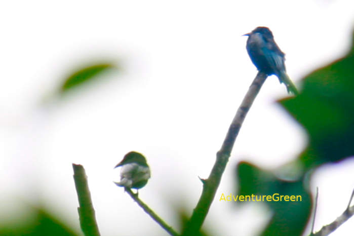 Hair-crested Drongo