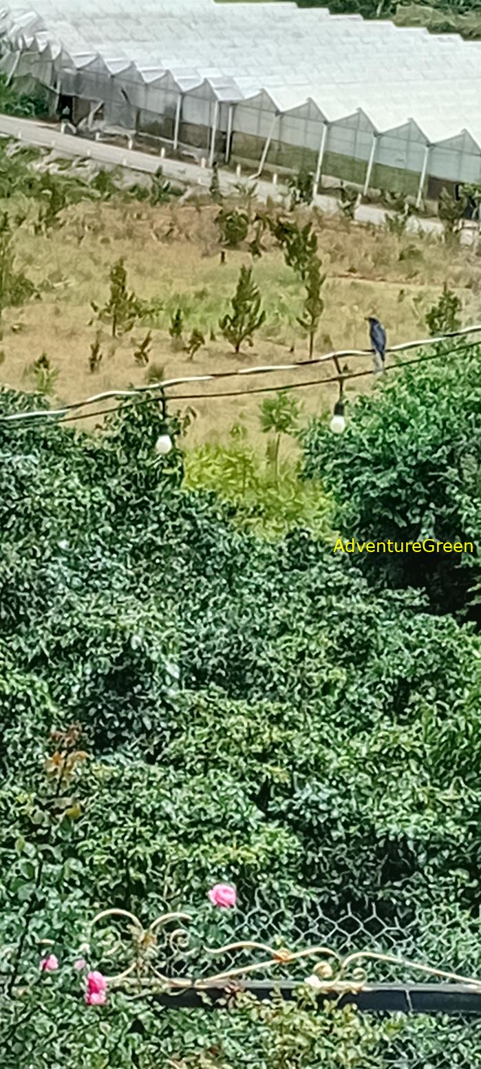 Ashy Drongo in Vietnam
